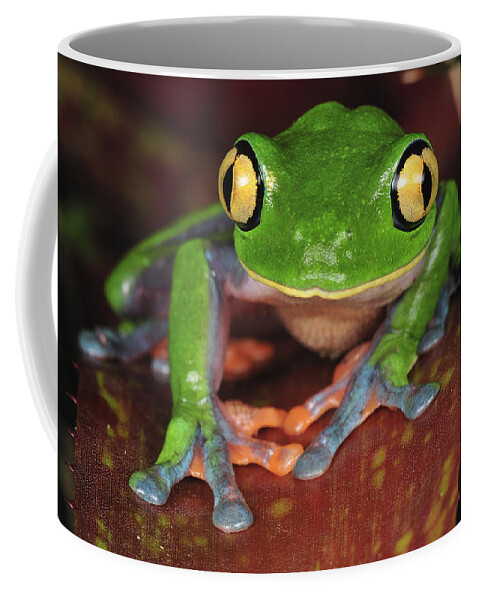 Feb0514 Coffee Mug featuring the photograph Blue-sided Leaf Frog Costa Rica by Thomas Marent