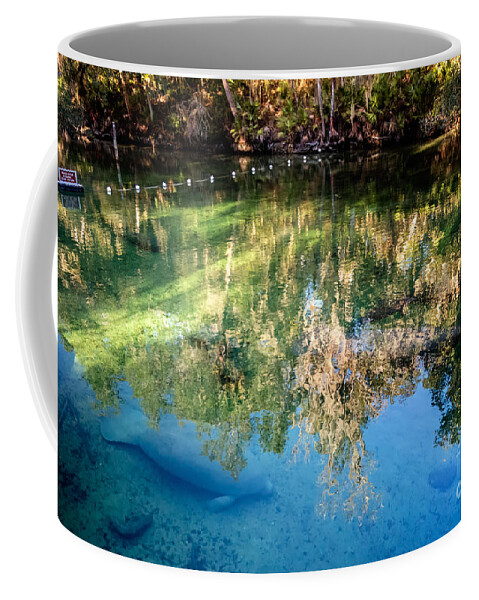 Manatee Coffee Mug featuring the photograph Blue Springs Reflections Blue Springs State Park Florida by Dawna Moore Photography