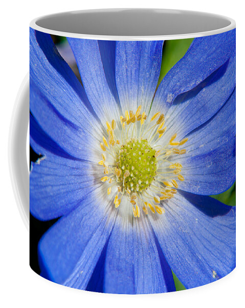 Anemone Coffee Mug featuring the photograph Blue Swan River Daisy by Tikvah's Hope