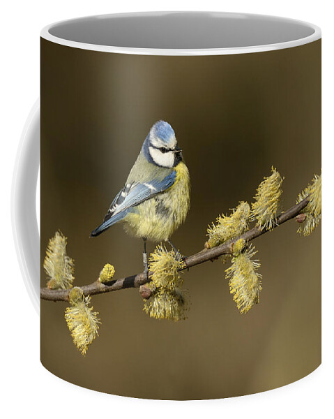 Nis Coffee Mug featuring the photograph Blue Tit Netherlands by Marianne Brouwer