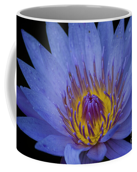 Flowers Coffee Mug featuring the photograph Blue Water Lily by Diego Re