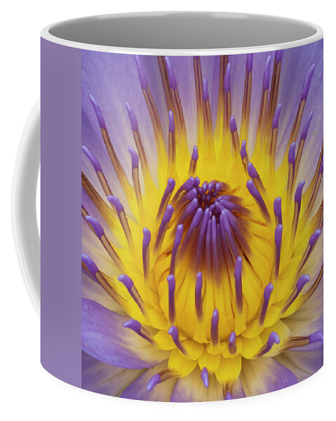 Water Lily Coffee Mug featuring the photograph Blue Water Lily by Heiko Koehrer-Wagner