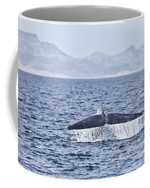 Blue Whale Coffee Mug featuring the photograph Blue whale Balaenoptera musculus fluking Sea of Cortez by Liz Leyden