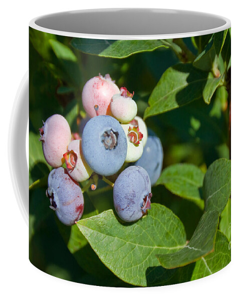 Plant Coffee Mug featuring the photograph Blueberries by Richard and Ellen Thane