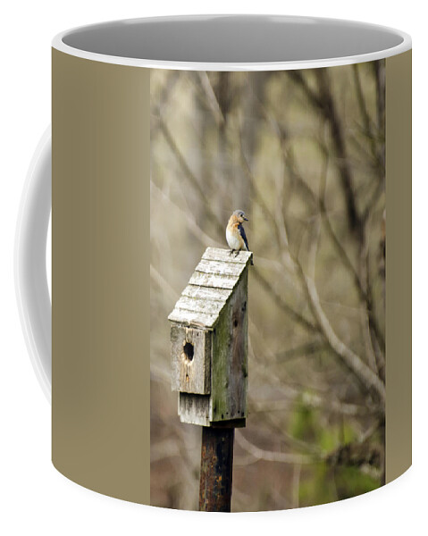 Eastern Coffee Mug featuring the photograph Bluebird House by Heather Applegate