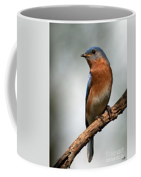 Eastern Bluebird Coffee Mug featuring the photograph Bluebird- I See You by Sandra Clark
