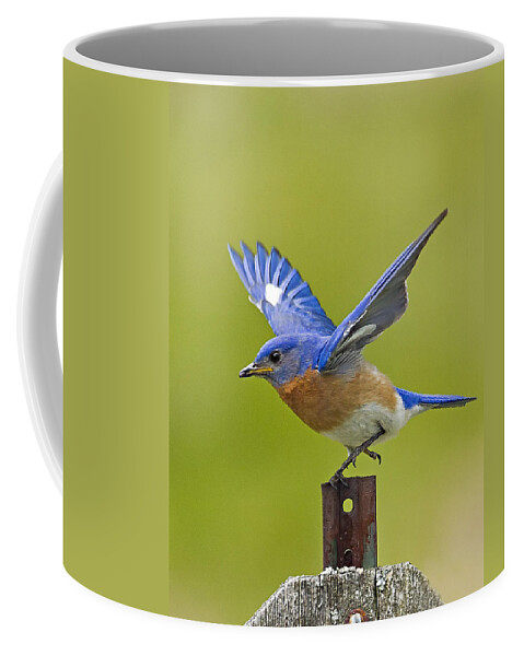 Eastern Bluebird Coffee Mug featuring the photograph Bluebird Posing by John Vose