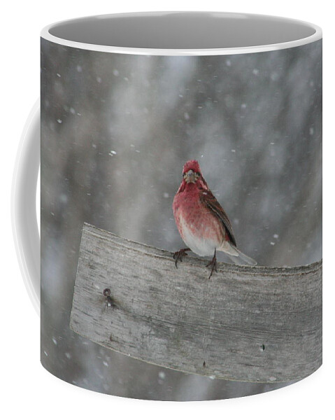 Birds Coffee Mug featuring the photograph Blush by Sue Long
