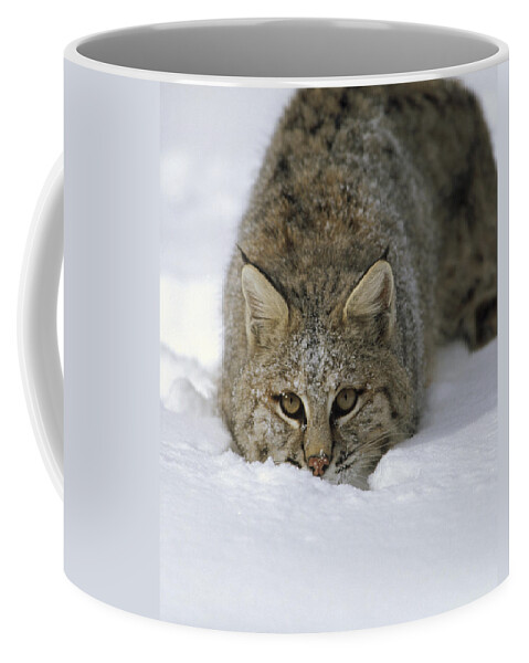 Feb0514 Coffee Mug featuring the photograph Bobcat Crouching In Snow Colorado by Konrad Wothe