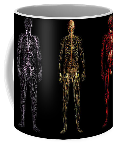 3d Visualization Coffee Mug featuring the photograph Body Systems by Anatomical Travelogue
