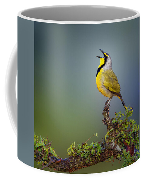 Bokmakierie Coffee Mug featuring the photograph Bokmakierie bird - Telophorus zeylonus by Johan Swanepoel