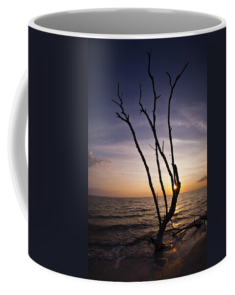 Florida Coffee Mug featuring the photograph Bonita Beach Tree by Bradley R Youngberg