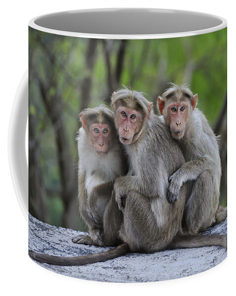 Thomas Marent Coffee Mug featuring the photograph Bonnet Macaque Trio Huddling India by Thomas Marent