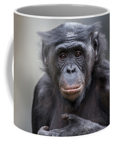 Feb0514 Coffee Mug featuring the photograph Bonobo by San Diego Zoo