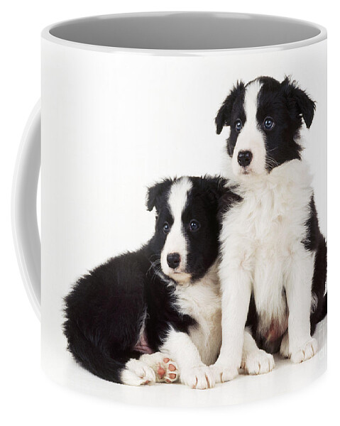 Border Collie Coffee Mug featuring the photograph Border Collie Dogs, Two Puppies by John Daniels