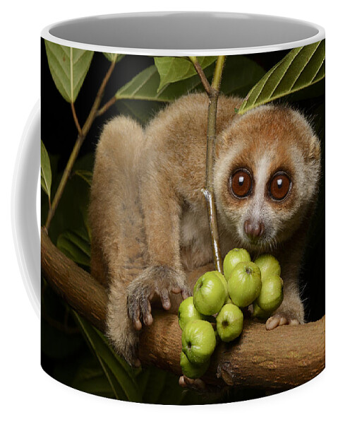Feb0514 Coffee Mug featuring the photograph Bornean Slow Loris At Night Kuching by Ch'ien Lee