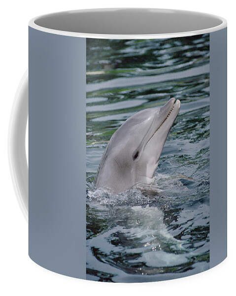 Feb0514 Coffee Mug featuring the photograph Bottlenose Dolphin Portrait by Flip Nicklin