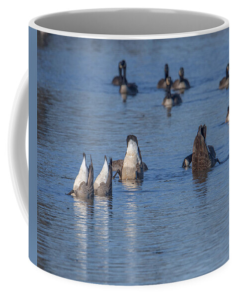 Marsh Coffee Mug featuring the photograph Bottoms Up - Canada Geese Feeding on Bay Bottom DWF116 by Gerry Gantt