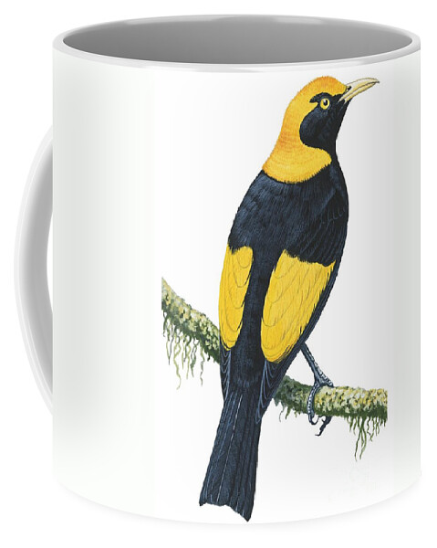 No People; Vertical; Studio Shot; Looking Away; Rear View; Full Length; Animal Themes; Nature; Wildlife; Tree; Beauty In Nature; Regent Bowerbird; Sericulus Chrysocephalus; Yellow; Bird; Perching Coffee Mug featuring the drawing Bowerbird by Anonymous