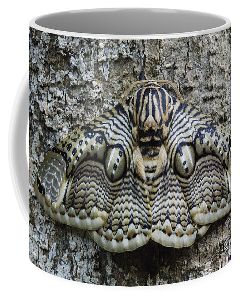 Feb0514 Coffee Mug featuring the photograph Brahmin Moth Camouflaged Philippines by Ch'ien Lee