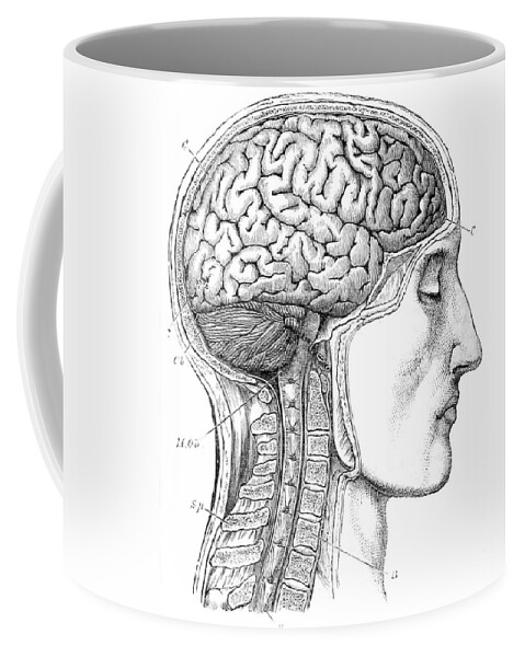 Science Coffee Mug featuring the photograph Brain From Right Side, 1883 by British Library