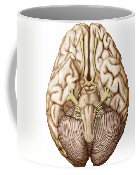 Graphic Coffee Mug featuring the photograph Brain, Illustration by QA International