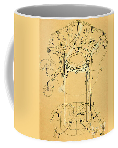 Vestibular Connections Coffee Mug featuring the drawing Brain Vestibular Sensor Connections by Cajal 1899 by Science Source
