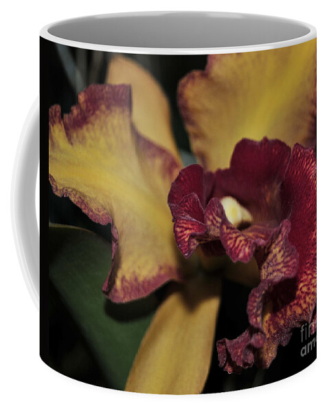 Orchid Coffee Mug featuring the photograph Brassolaeliocattleya Melinda Wheeler Halcyon by Terri Winkler
