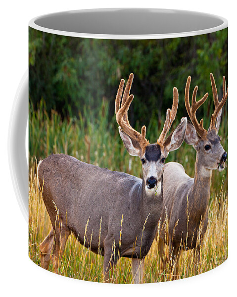 Morning Coffee Mug featuring the photograph Breakfast With Friends by Darren White