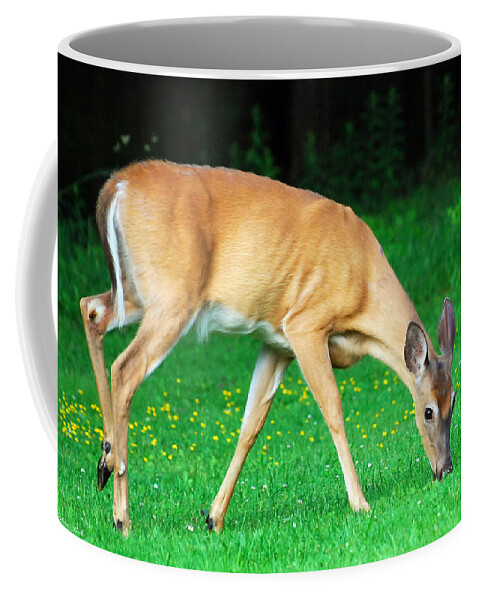 Deer Coffee Mug featuring the photograph Bright Eyed And Bushy Tailed by Christina Rollo