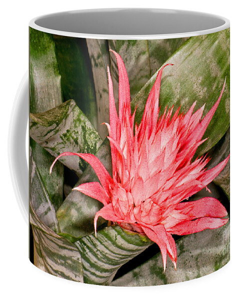 Nature Coffee Mug featuring the photograph Bromeliad Flower Aechmea by Millard H. Sharp