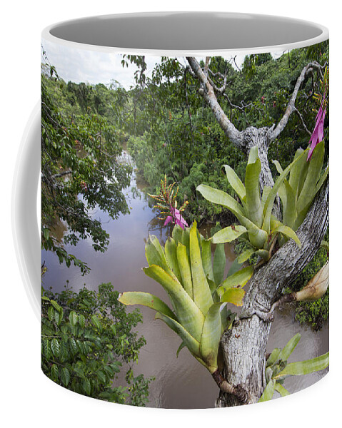 Cyril Ruoso Coffee Mug featuring the photograph Bromeliad Pair Flowering Pacaya Samiria by Cyril Ruoso