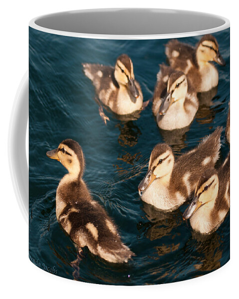 Ducks Coffee Mug featuring the photograph Brothers and Sisters by Brenda Jacobs