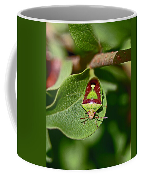 Insects Coffee Mug featuring the photograph Martini Glass by Jennifer Robin