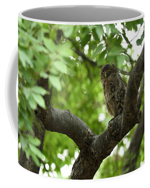 Brown Coffee Mug featuring the photograph Brown Fish Owl by Fotosas Photography