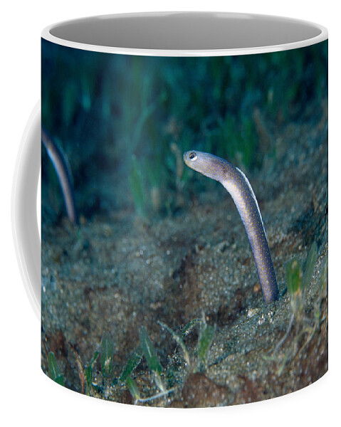 Garden Eel Coffee Mug featuring the photograph Brown Garden Eel by Andrew J. Martinez