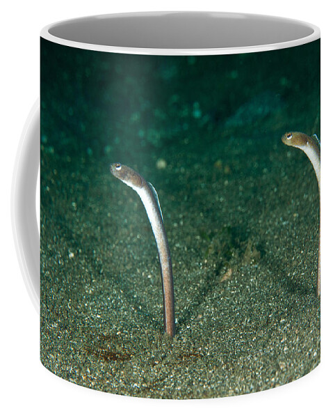 Garden Eel Coffee Mug featuring the photograph Brown Garden Eels by Andrew J. Martinez