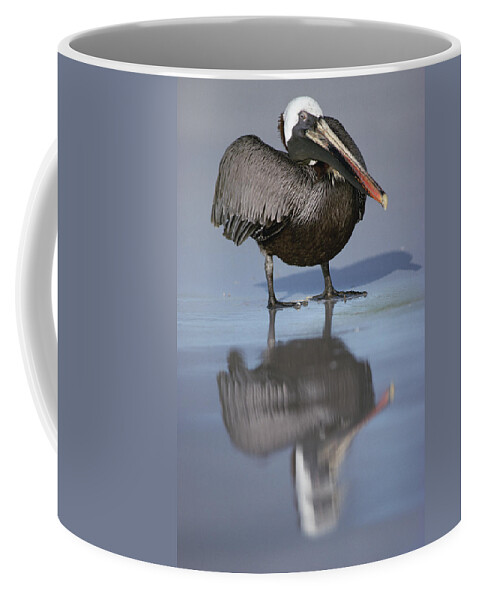 Feb0514 Coffee Mug featuring the photograph Brown Pelican Turtle Bay Galapagos by Tui De Roy