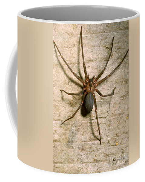 Fauna Coffee Mug featuring the photograph Brown Recluse Spider by S. Camazine/K. Visscher