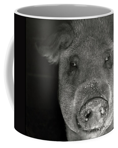 Pig Photo Coffee Mug featuring the photograph Pig photo black and white photo by Marysue Ryan