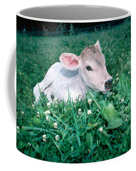 Agriculture Coffee Mug featuring the photograph Brown Swiss Calf by Bonnie Sue Rauch