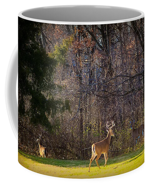Andscape Coffee Mug featuring the photograph Bucks and Babes Deer by Peggy Franz
