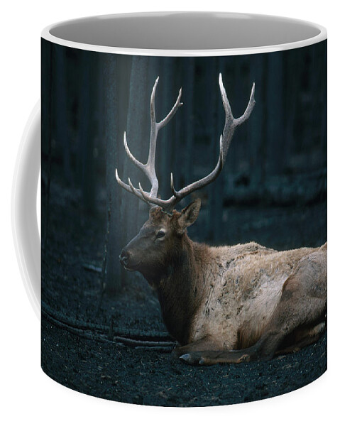 1988 Fire Coffee Mug featuring the photograph Bull Elk In Yellowstone by Phil A. Dotson