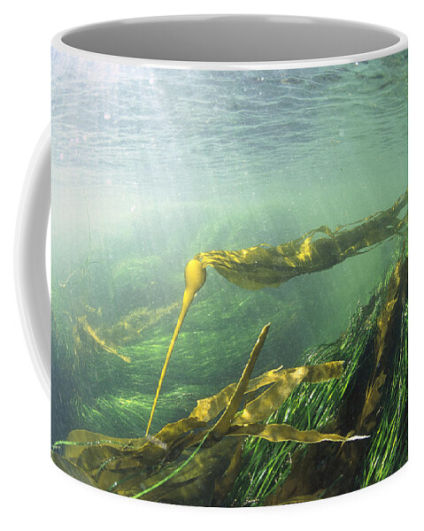 00117594 Coffee Mug featuring the photograph Bull Kelp And Sea Grass by Flip Nicklin