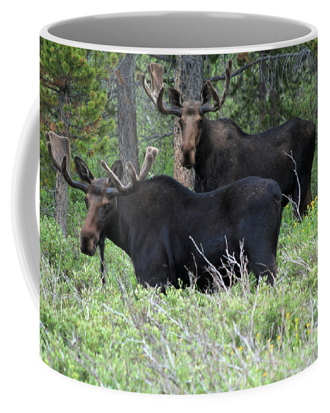 Bull Moose Coffee Mug featuring the photograph Bull Moose #1 by Shane Bechler