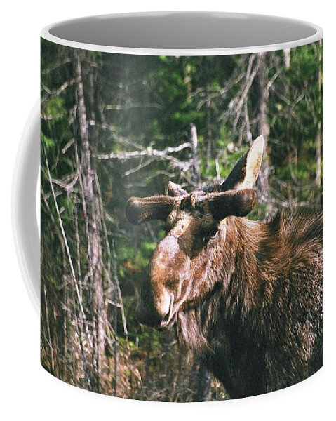 Moose Coffee Mug featuring the photograph Bull moose in spring by David Porteus