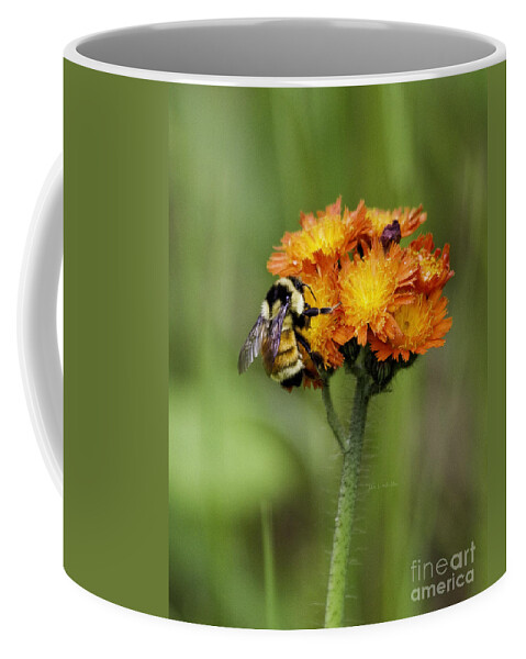 Bumblebee Coffee Mug featuring the photograph Bumble and Hawk by Jan Killian