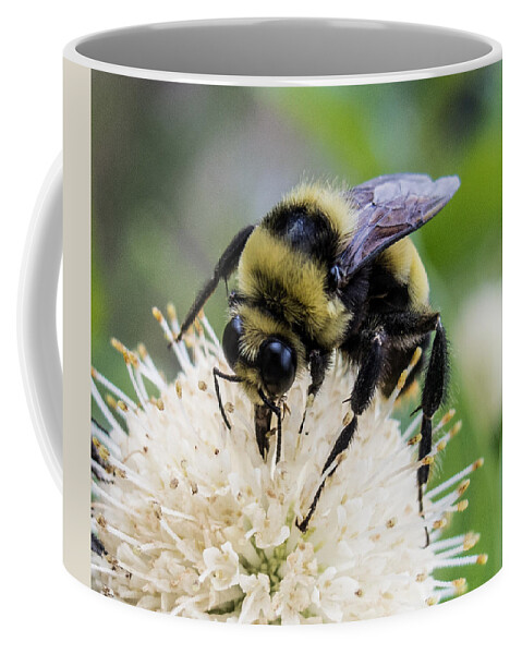 Bumblebee Coffee Mug featuring the photograph Bumblebee on a Buttonwillow by Susan Eileen Evans