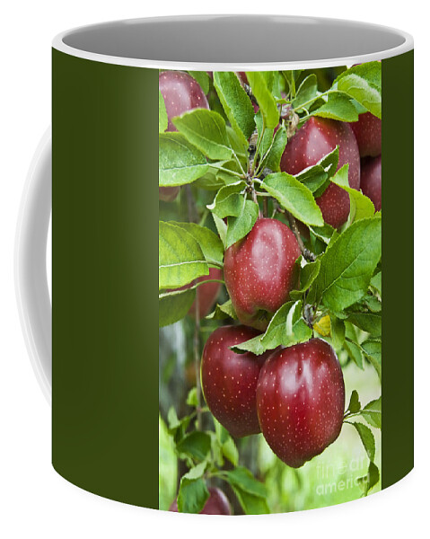Apple Coffee Mug featuring the photograph Bunch of Red Apples by Anthony Sacco