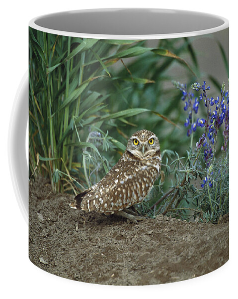 Feb0514 Coffee Mug featuring the photograph Burrowing Owl With Lupine by Tom Vezo